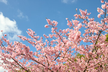 青空と満開の河津桜