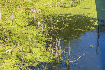 A pond overgrown with reeds and green algae.