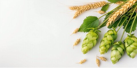 top view of hop cones with ears of wheat isolated on a white background