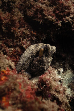 Octopus vulgaris camouflaged among rocks and seaweeds