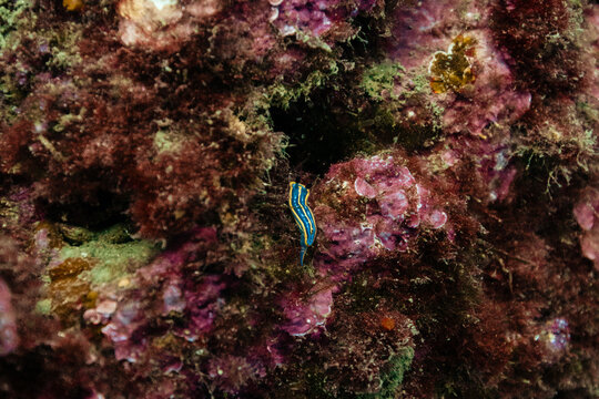 Felimare tricolor nudibranch resting on rocky seabed
