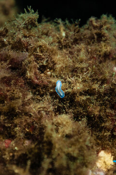 Blue flatworm Prostheceraeus roseus on marine algae