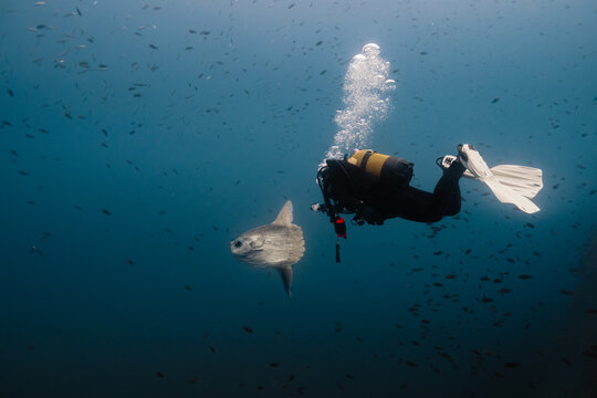 Anonymous scuba diver with Mola mola sunfish in deep blue ocean