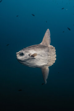 Mola mola sunfish swimming in blue ocean depths