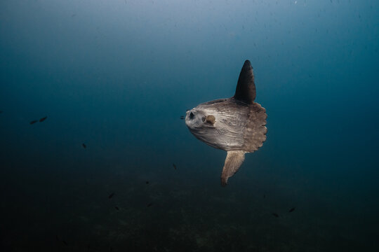 Mola mola, sunfish in blue open ocean underwater