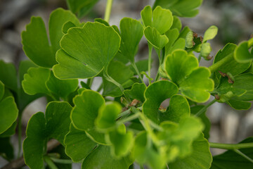 Fresh green leaves of ginkgo biloba.