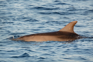 Schwimmender Delphin in der kroatischen Adria