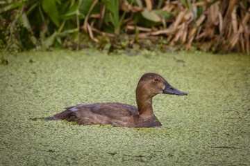 A female common pochard swims in the water with Lemna perpendicular to the camera lens on a summer evening.	