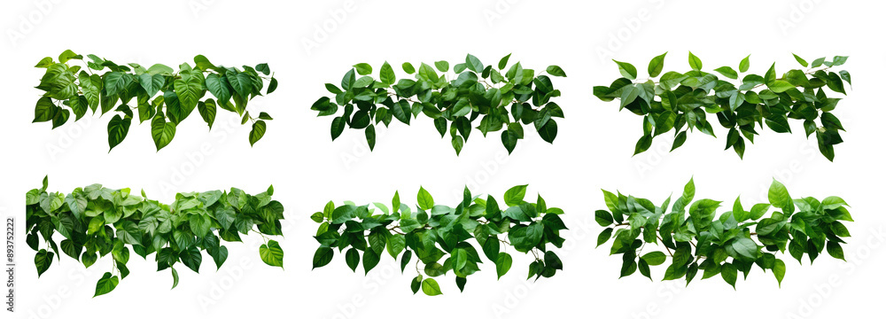 Poster six ivy vine branches on a white background, each shown individually with leaves in a natural patter