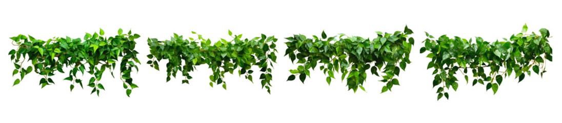Five green vine garlands on white background display lush, cascading foliage, highlighting plant's natural beauty. Symmetrical arrangement adds elegance