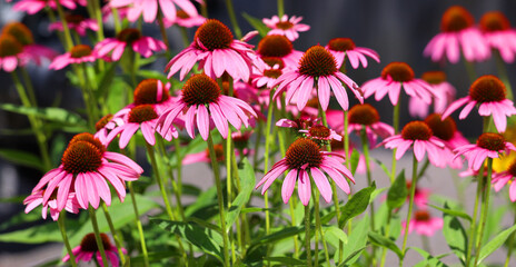 Rudbeckia. The species are commonly called coneflowers and black-eyed-susans; all are native to North America and many species are cultivated in gardens for their showy yellow or gold flower heads. 