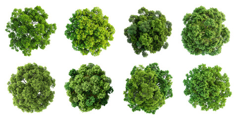 Eight large trees are shown in this image, viewed from directly above, with their leaves covering the entire frame and a white background