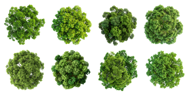 Eight large trees are shown in this image, viewed from directly above, with their leaves covering the entire frame and a white background