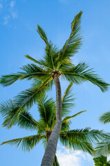 Fototapeta premium palm tree on sky