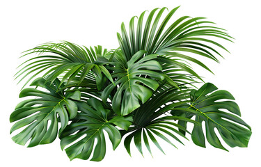 Lush green tropical plants bush, cut out