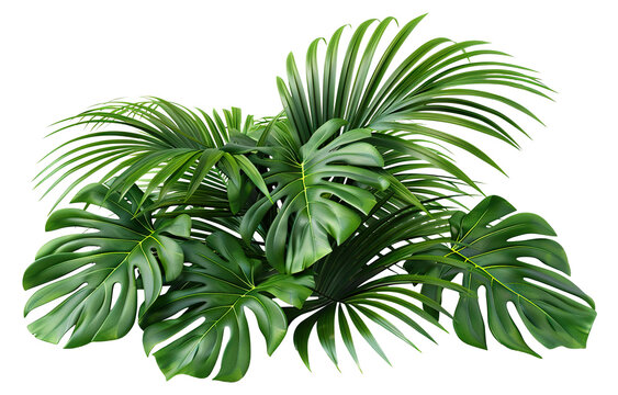 Lush green tropical plants bush, cut out