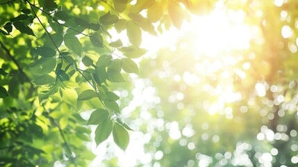 Green Leaves Shimmering in the Sunlight on a Summer Day
