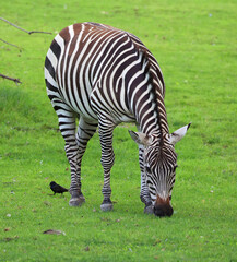 Burchell's zebra is a southern subspecies of the plains zebra. It is named after the British...