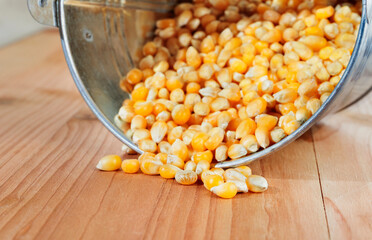 Uncooked corn grains , maize