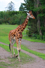 The giraffe (Giraffa camelopardalis) is an African even-toed ungulate mammal, the tallest of all extant land-living animal species, and the largest ruminant. © Daniel Meunier