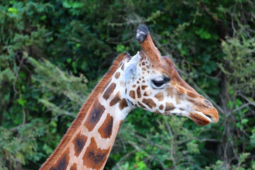 The giraffe (Giraffa camelopardalis) is an African even-toed ungulate mammal, the tallest of all...