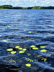 A serene lake with calm blue water, with bright green lilies, surrounded by a lush forest under a partly cloudy sky.