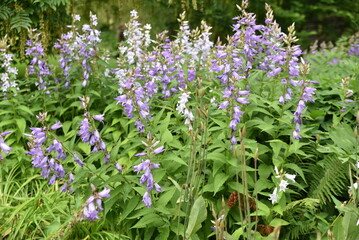 Campanula latifolia au jardin en été