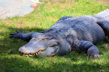 Obraz premium An alligator is a crocodilian in the genus Alligator of the family Alligatoridae. The two living species are the American alligator and the Chinese alligator.