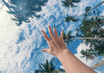 Reaching towards a blue sky with palm trees in the background