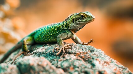 Fototapeta premium Green lizard on a rock from close. Macro photography