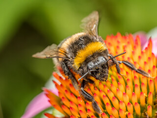 A bumblebee pollinating echinacea flowers
