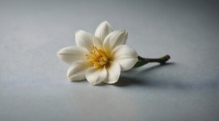 minimalistic white flower