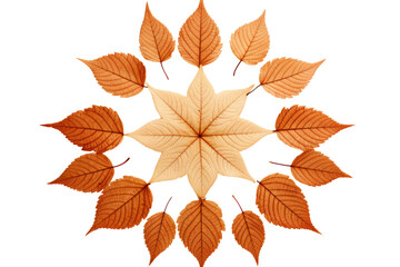 Obraz premium Autumnal dry orange leaves arranged in a symmetrical pattern,Isolated on white background