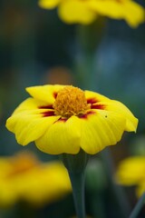 Sommerliche, bunte Blume 