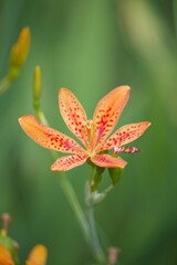 Sommerliche, bunte Blume 