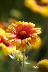 Sommerliche, bunte Blume 