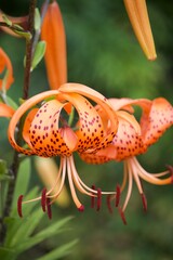 Sommerliche, bunte Blume 