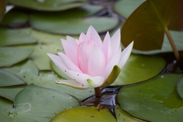 Sommerliche, bunte Blume 