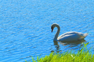 Swans on the water surface of a blue lake