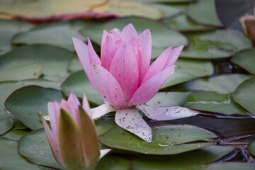 Sommerliche, bunte Blume 