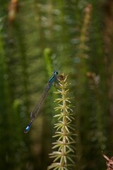 Sommerliche, bunte Blume 