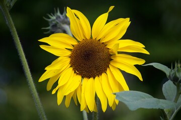 Sommerliche, bunte Blume 
