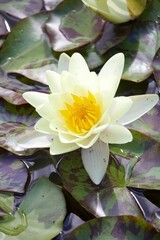 Sommerliche, bunte Blume 