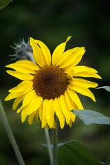 Sommerliche, bunte Blume 