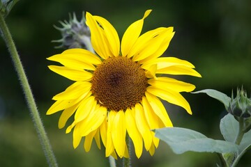 Sommerliche, bunte Blume 