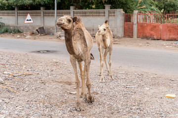 Camel walking near the village in the Tadjoura, Djibouti