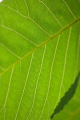 Sommerliche, bunte Blume 