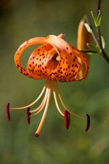 Sommerliche, bunte Blume 