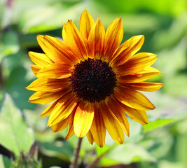 Sunflower is an annual plant native to the Americas. It possesses a large inflorescence, and its name is derived from the flower's shape and image which is often used to depict the sun