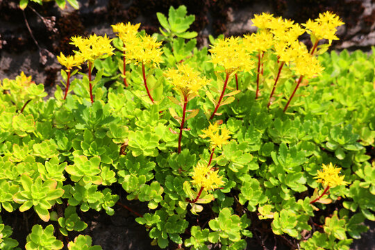 Sedum reflexum or Sedum rupestre, also known as reflexed stonecrop, Jenny's stonecrop, blue stonecrop, stone orpine, prick-madam and trip-madam